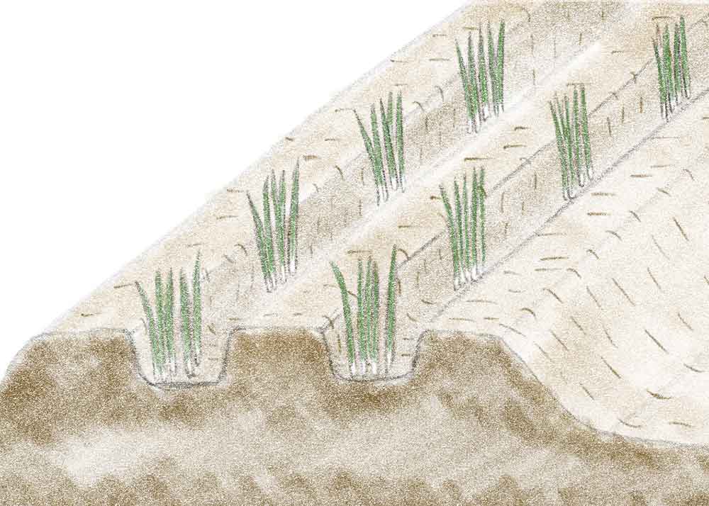 ニラの栽培方法 育て方のコツ やまむファーム