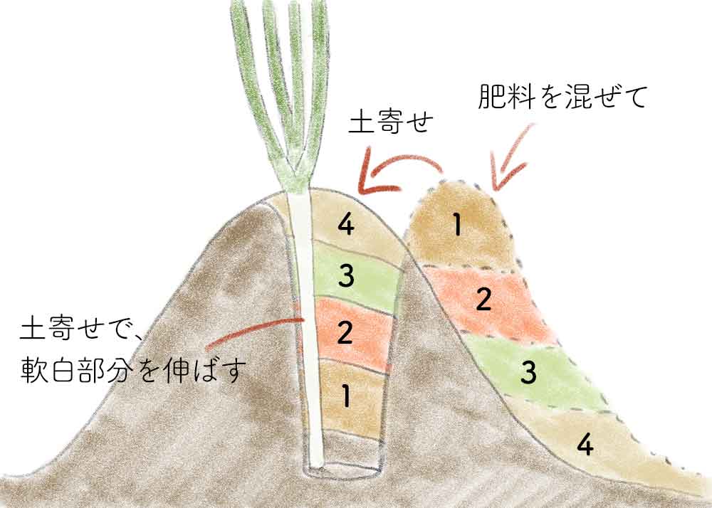 白ネギの土寄せの方法