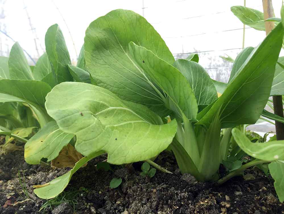 チンゲンサイ 青梗菜 の栽培方法 育て方のコツ やまむファーム