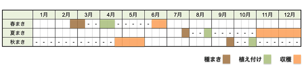 キャベツの栽培時期・栽培スケジュール