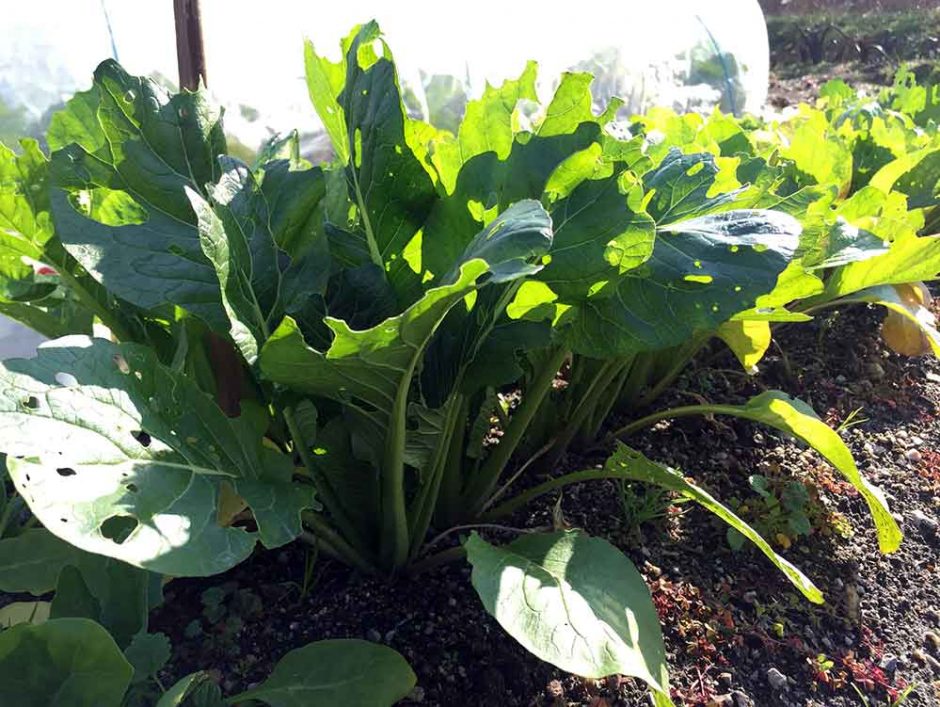 コマツナ（小松菜）の栽培方法・育て方のコツ やまむファーム