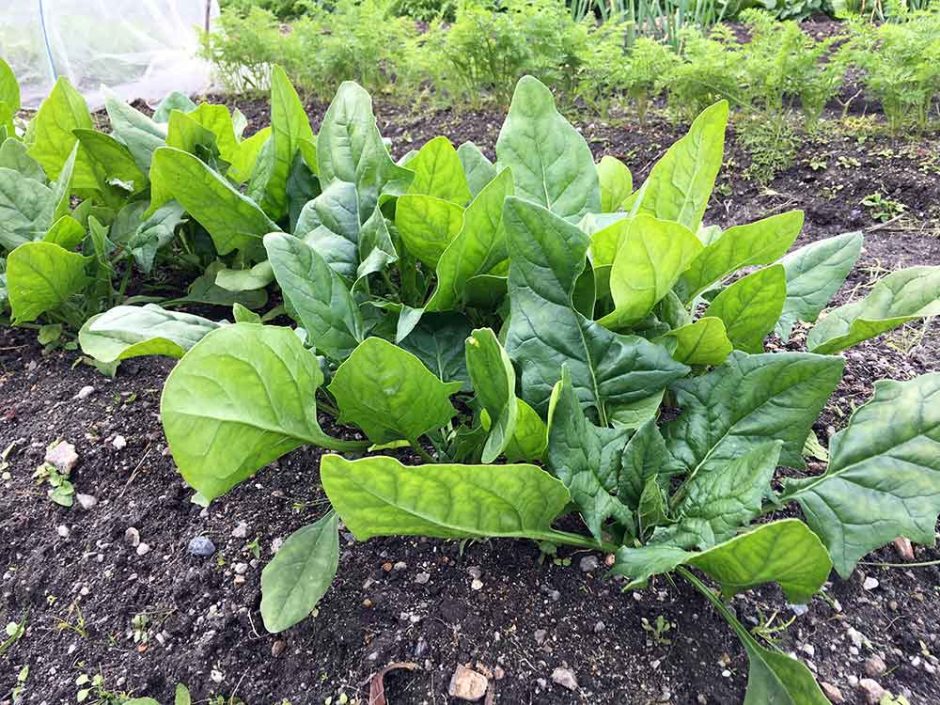 ほうれん草: 植え付け、栽培、世話 庭園