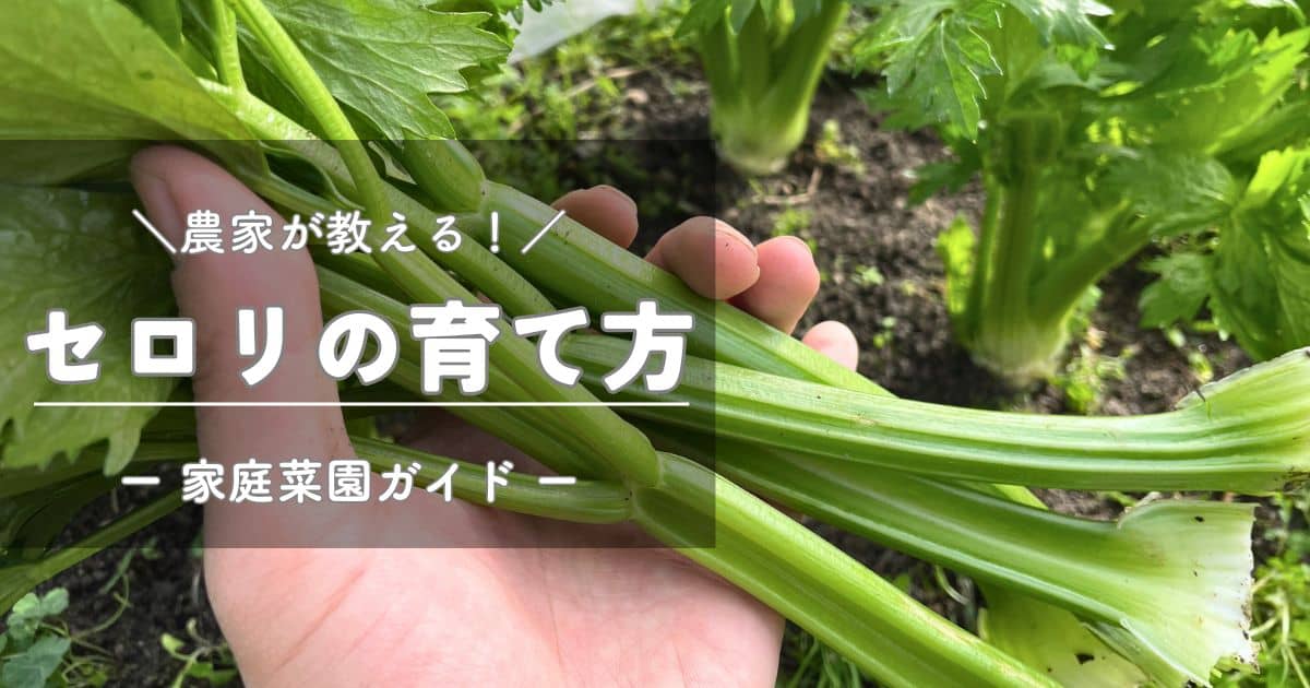 セロリ（セルリー）の育て方と栽培のコツ | やまむファーム