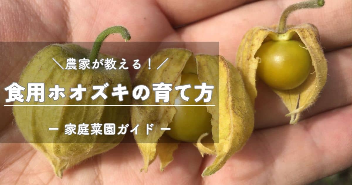 食用ホオズキの育て方と栽培のコツ | やまむファーム