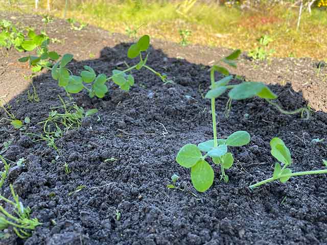 エンドウ（えんどう豆）の栽培方法・育て方のコツ やまむファーム