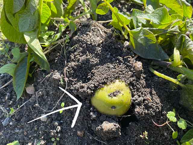 土寄せ不足でジャガイモが地表に出ている