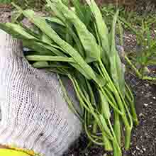 クウシンサイ（空芯菜）の栽培方法