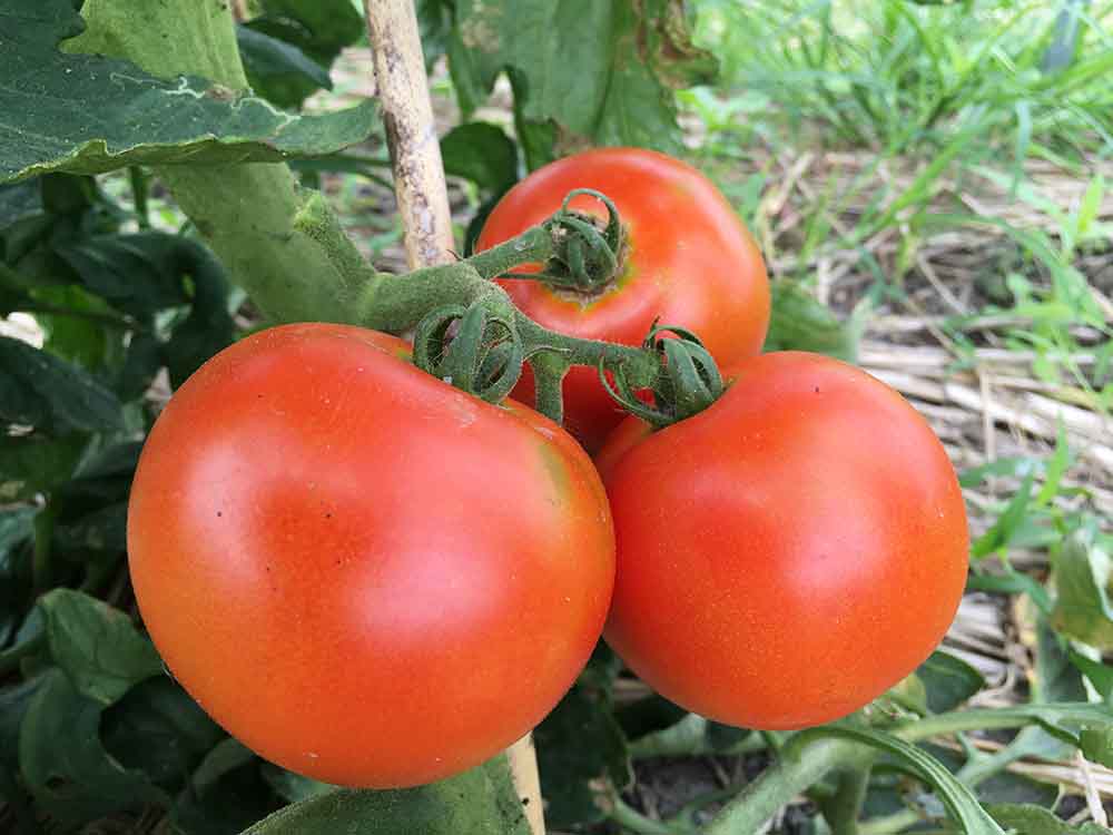 トマト ミニトマトの栽培方法 育て方のコツ やまむファーム