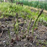 アスパラガスの栽培方法・育て方のコツ