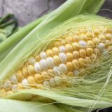 トウモロコシの栽培方法・育て方のコツ