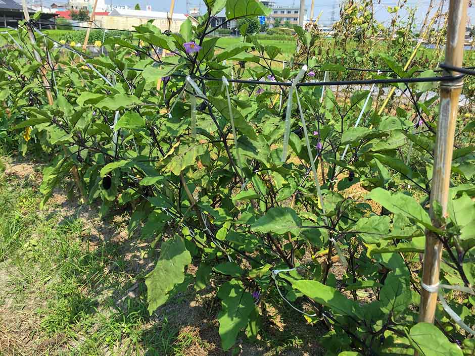 ナス 茄子 の栽培方法 育て方のコツ やまむファーム