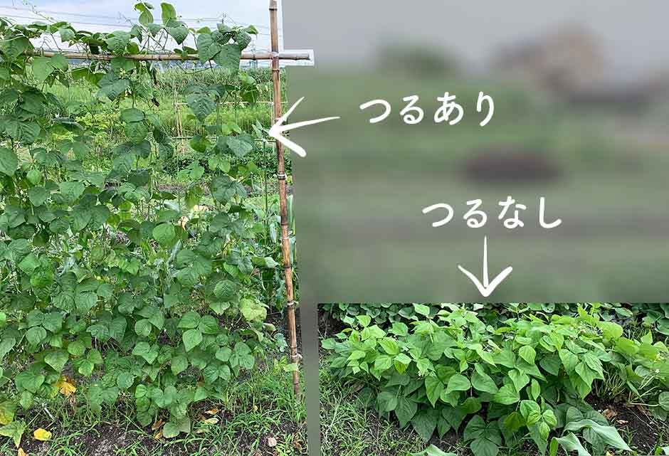 インゲン（いんげん豆）栽培の様子
