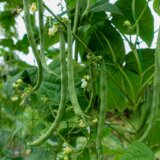 インゲン（いんげん豆）の栽培方法・育て方のコツ