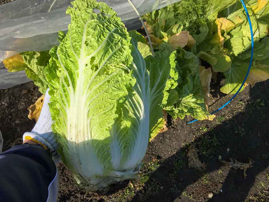ハクサイ 白菜 の栽培方法 育て方のコツ やまむファーム