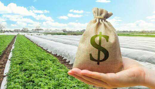 どの野菜が儲かるの？品目別の農業所得と労働時間まとめ