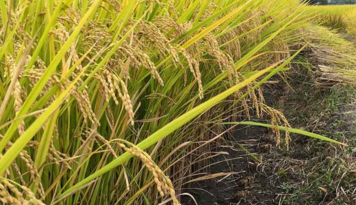 お米作りの一年の流れと作業内容