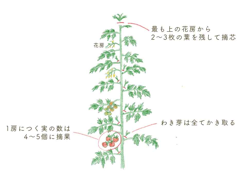 トマトの整枝（わき芽かき・摘芯・摘果）