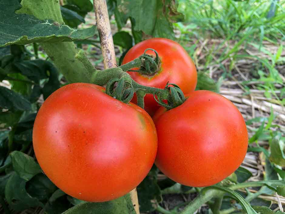 トマト・ミニトマトの栽培方法・育て方のコツ