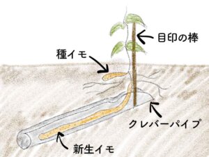 ヤマイモ(山芋・長芋・自然薯)の育て方と栽培のコツ【パイプ栽培】 | やまむファーム