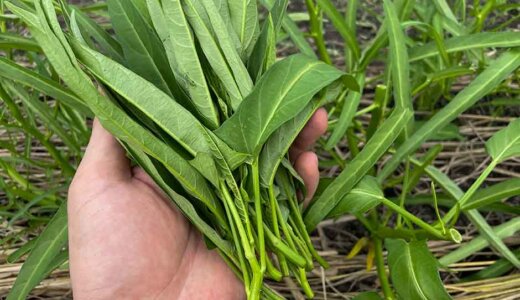 クウシンサイ（空芯菜）の栽培方法・育て方のコツ