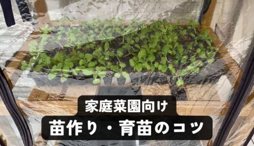 家庭菜園の「苗作り」入門！失敗しない育苗のコツ