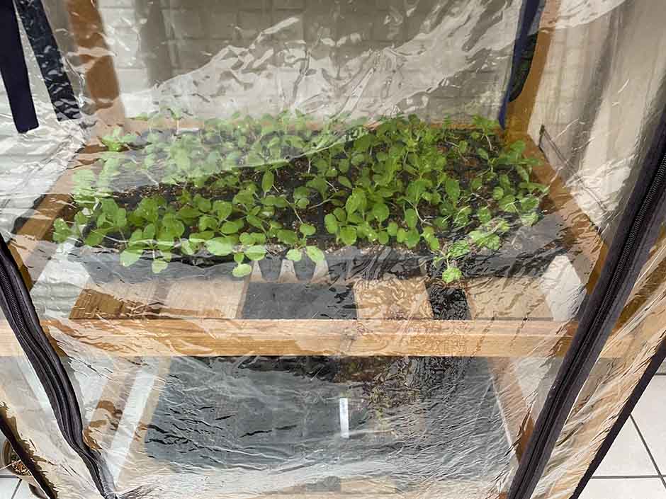 ビニール温室で野菜苗の育苗