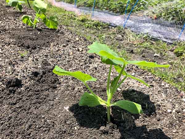 野菜苗の植え付け（定植）