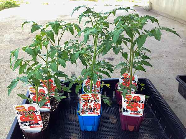植え付け適期のトマト苗