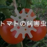 トマトの病害虫