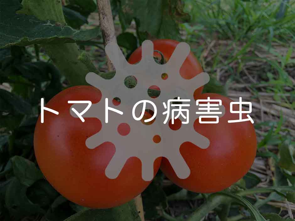 トマトの病害虫