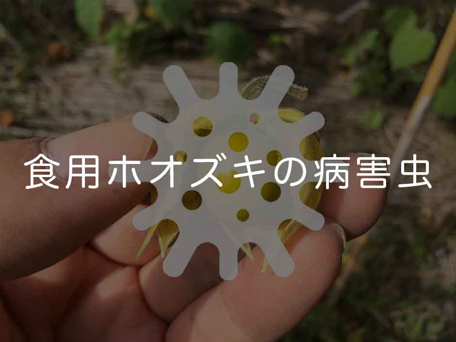 食用ホオズキの病害虫