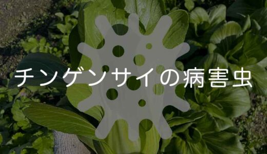 チンゲンサイ（青梗菜）の病気と害虫