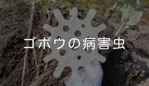 ゴボウの病気と害虫