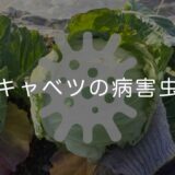 キャベツの病害虫