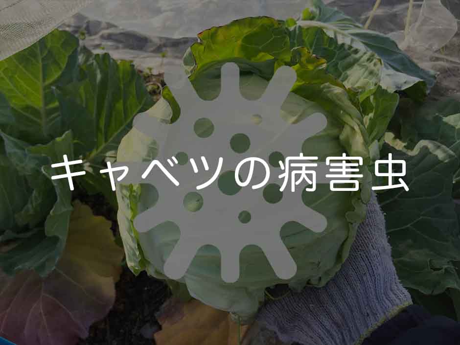 キャベツの病害虫