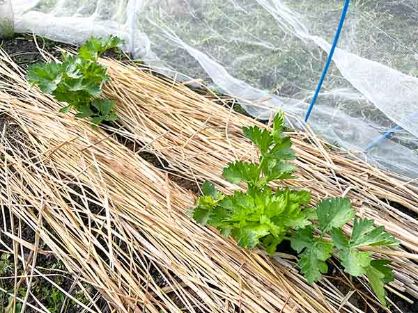 セロリの畝に敷き藁を敷いて乾燥対策