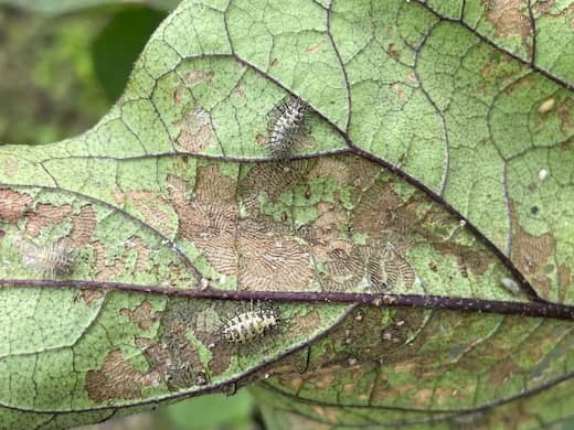 ナスの葉を食害するテントウムシダマシ(幼虫)