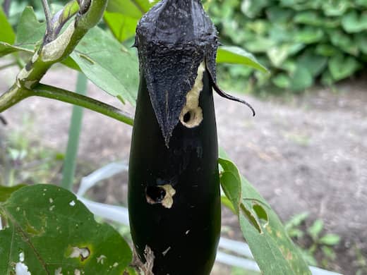 ナスを食害するオオタバコガ
