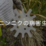 ニンニクの病害虫