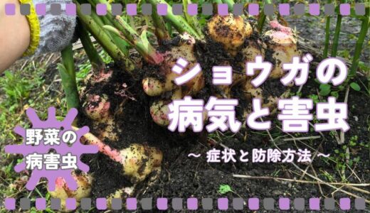 ショウガ（生姜）の病気と害虫｜症状の特徴と防除方法