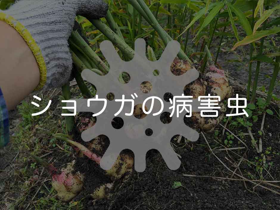 ショウガ(生姜)の病害虫