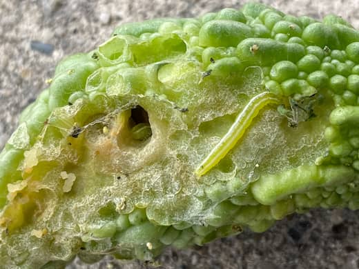 ゴーヤを食害するウリノメイガ