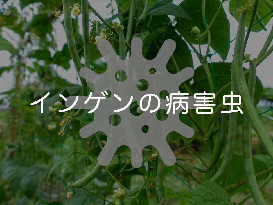 インゲン(いんげん豆)の病害虫