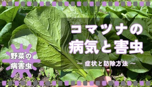 コマツナ（小松菜）の病気と害虫｜症状の特徴と防除方法