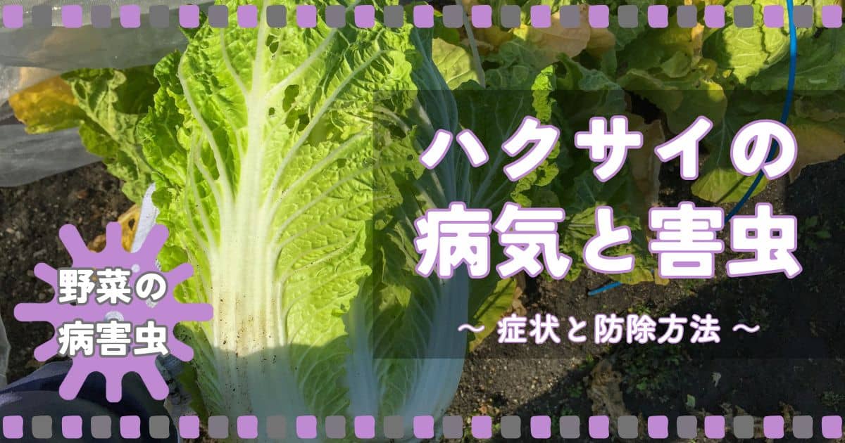 ハクサイ（白菜）の病気と害虫｜症状の特徴と防除方法 | やまむファーム