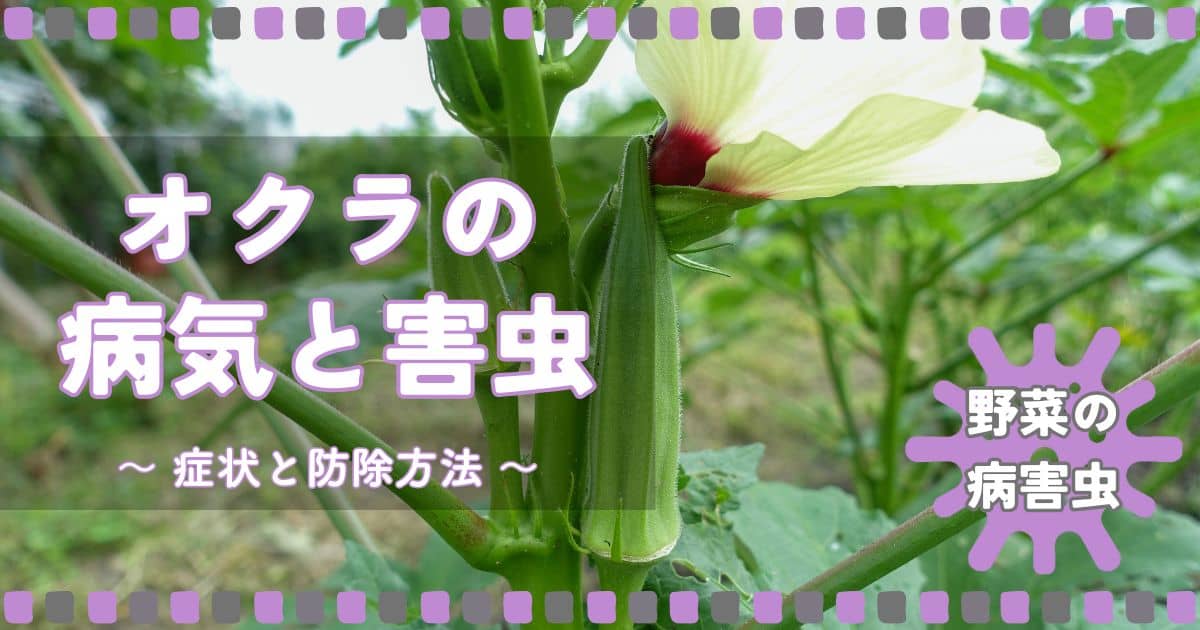 オクラの病気と害虫｜症状の特徴と防除方法 | やまむファーム