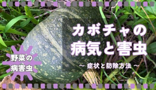 カボチャの病気と害虫｜症状の特徴と防除方法