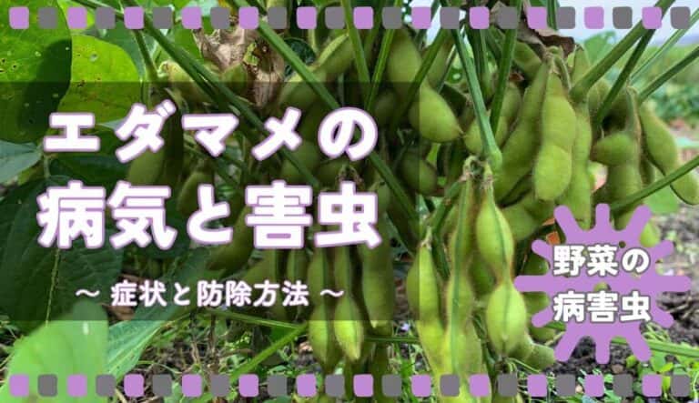 エダマメ(枝豆)の病気と害虫|症状の特徴と防除方法 | やまむファーム