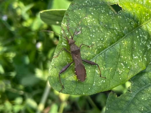 エダマメの葉についたホソヘリカメムシ