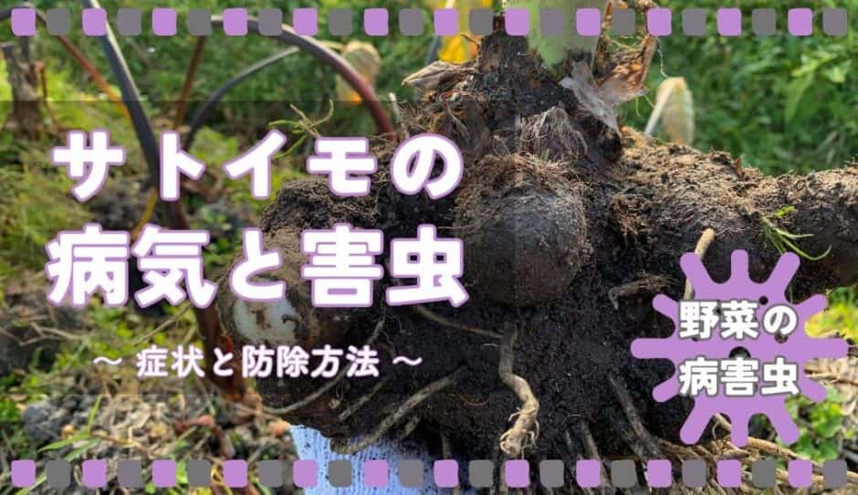 サトイモ(里芋)の病気と害虫|症状の特徴と防除方法 | やまむファーム